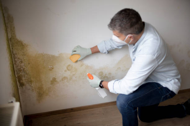 Trusted Lansing, MI Mold Removal Experts